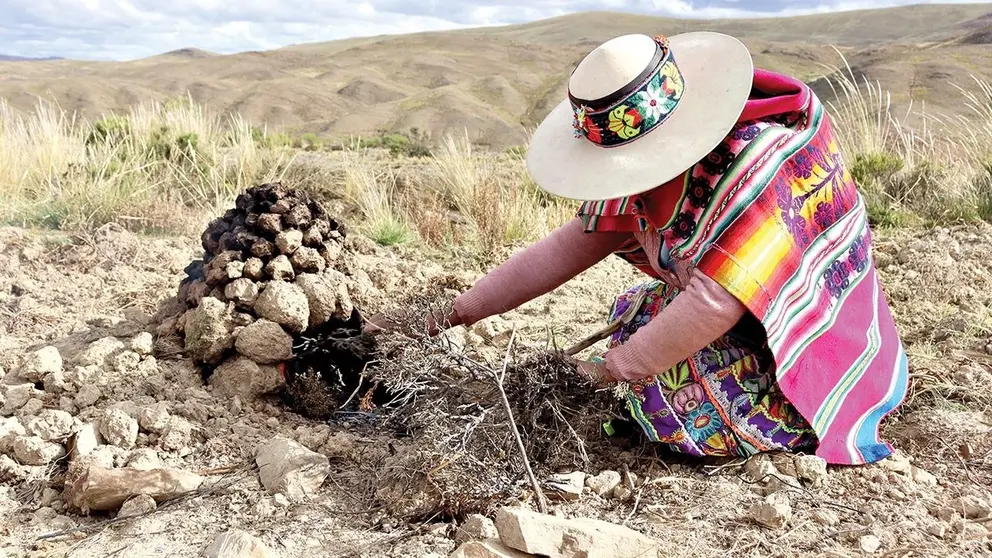 Cambio climático reduce variedades de papa y obliga a migrar a jóvenes en la región andina