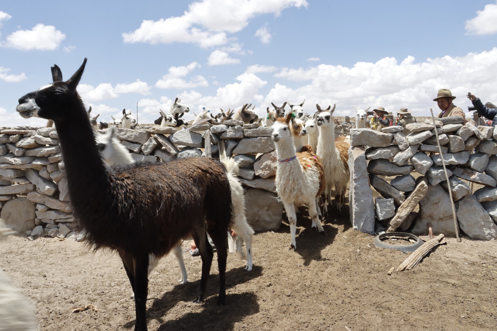 El Alto será sede de la XV Feria Nacional de Camélidos Sudamericanos