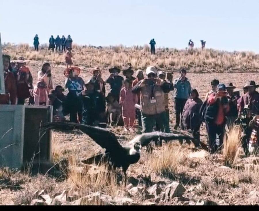 Liberan a un cóndor andino rehabilitado en la comunidad de Macha, Potosí
