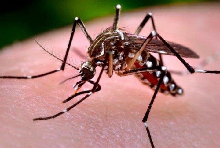 Reportan caso importado de dengue en la ciudad de El Alto