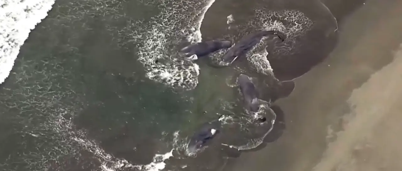 Ballenas varadas en Japón antes de la alerta de tsunami: ¿coincidencia o advertencia natural?