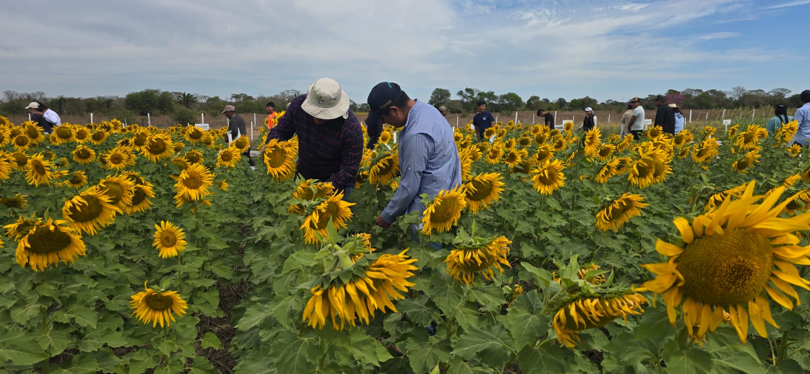 El girasol se consolida como pilar productivo y exportador de Bolivia