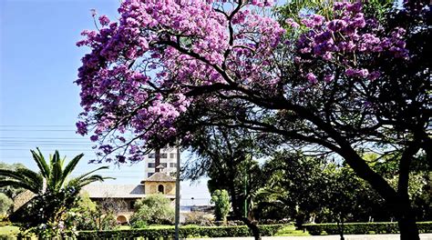 La floración de los tajibos podría convertirse en un atractivo turístico para Santa Cruz