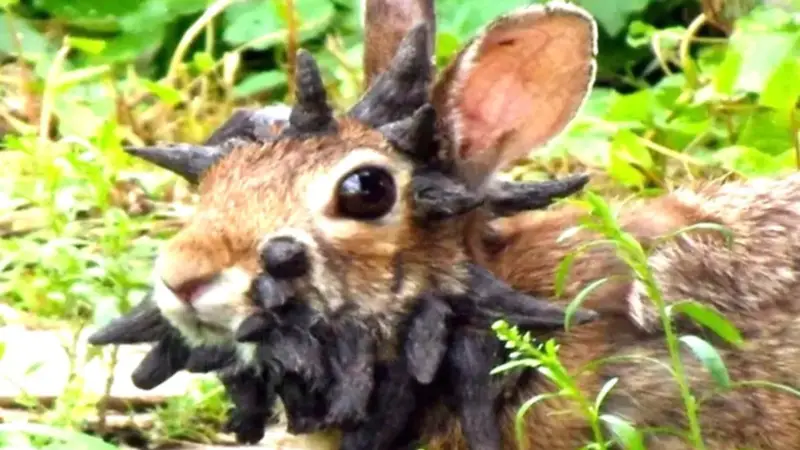 Especialistas aclaran misterio de conejos con “tentáculos” en la cabeza