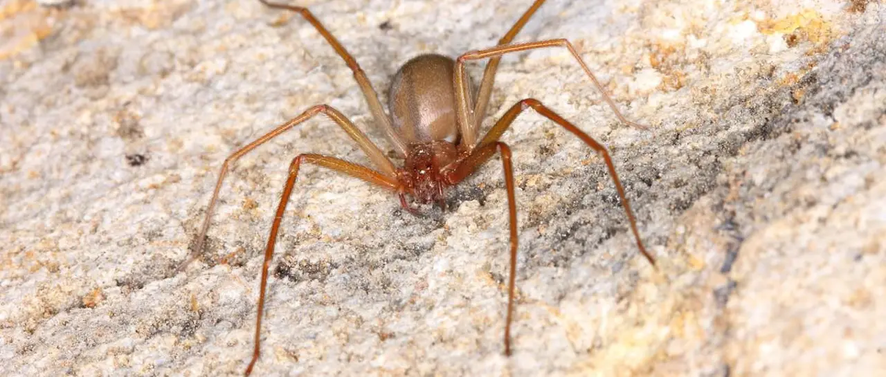 Cochabamba: Niña de 4 años internada en terapia intensiva tras ser picada por araña de rincón