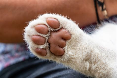 Investigan envío de gato muerto por encomienda entre Cochabamba y Oruro