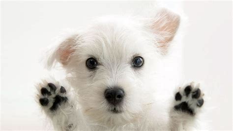 Estudio de Harvard revela que los perros sueñan con sus dueños y experiencias diarias