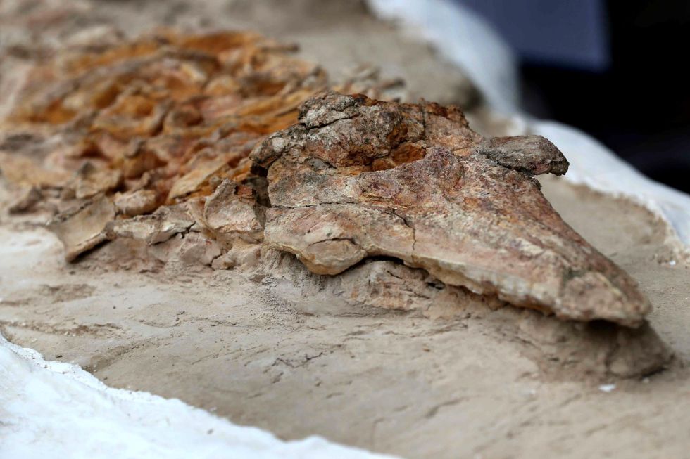 Perú presenta fósil de delfín ancestral de más de nueve millones de años