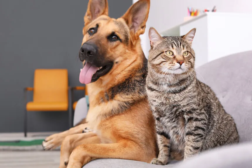 La Paz realizará su primer censo poblacional de canes y gatos el 27 y 28 de septiembre
