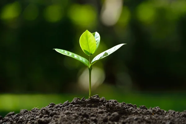 Banco Ecofuturo accede a financiamiento verde del BDP para impulsar proyectos sostenibles
