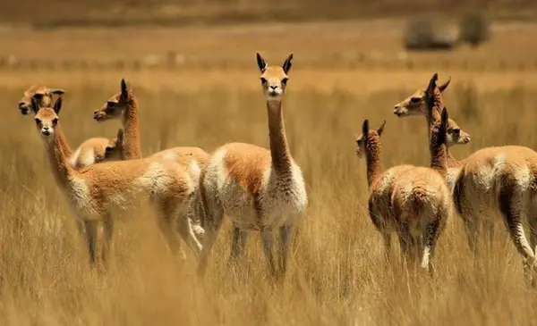 Aprehenden a tres mujeres por venta ilegal de fibra de vicuña en El Alto