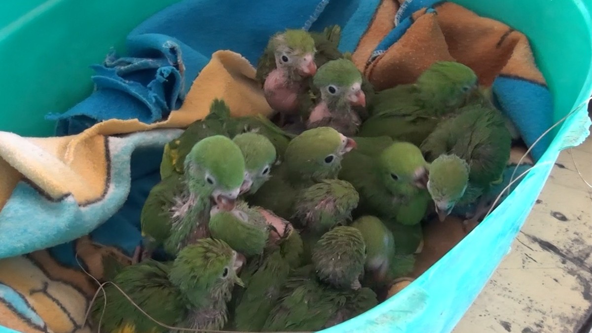 Decomisan 30 loros pichones que eran vendidos ilegalmente en la Feria Barrio Lindo
