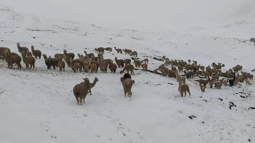 Granizadas y nevadas afectan a comunidades de Raqaypampa y Cocapata