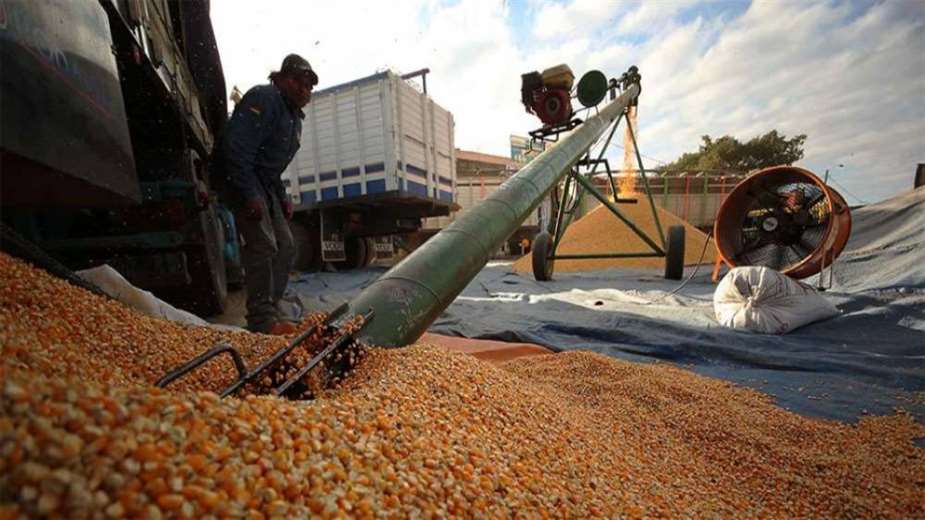 Emapa garantiza entrega de maíz al sector pecuario según cronograma
