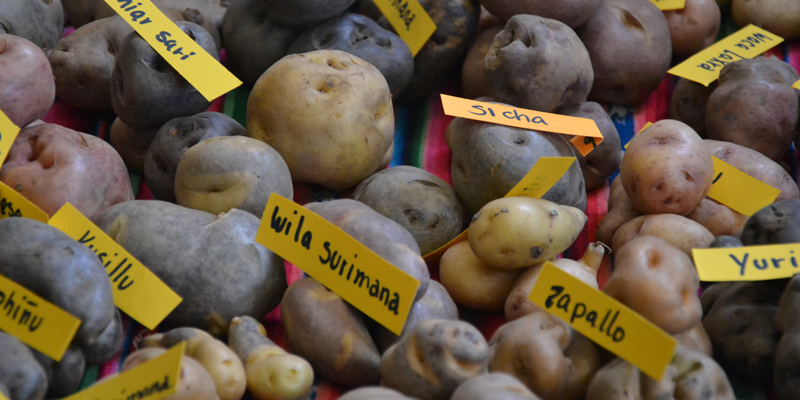 INIAF genera 82 variedades de semillas para fortalecer la seguridad alimentaria