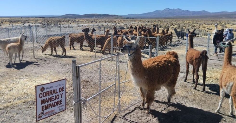 Cuestionan viabilidad de la Planta de Camélidos de Oruro y alertan riesgo para la población de llamas