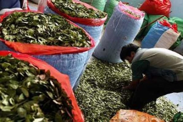 Viceministerio de Desarrollo Agropecuario garantiza continuidad en la comercialización de la hoja de coca
