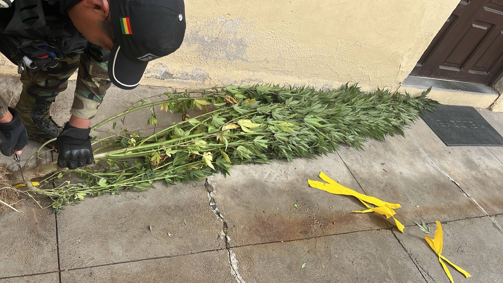 Oruro: Ministerio Público y GIOE destruyen 20 viveros de marihuana en operativo antidroga