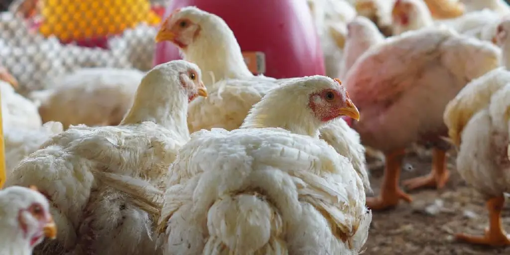 Avicultores de Chuquisaca advierten crisis por sobreproducción y piden acciones inmediatas