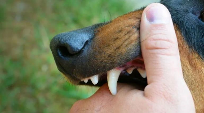 Zoonosis descarta que el perro que mordió a la niña sea la fuente de contagio de rabia