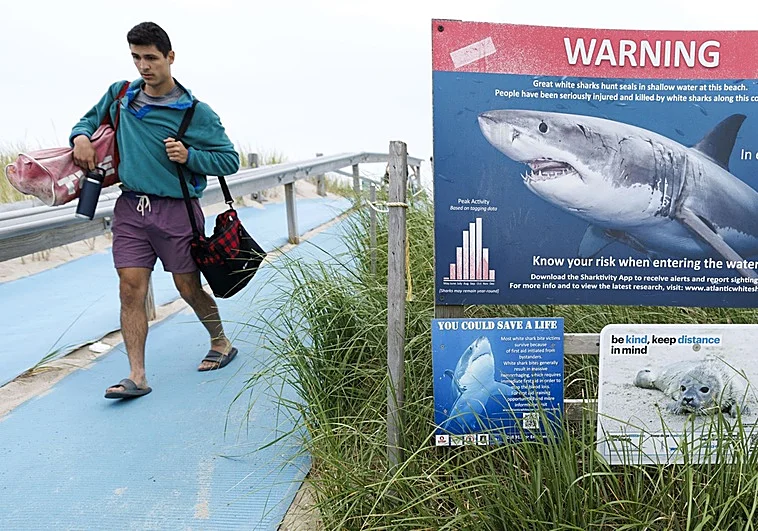 EE.UU: Ataques de tiburón aumentaron en 2025 y dejaron nueve muertes en el mundo