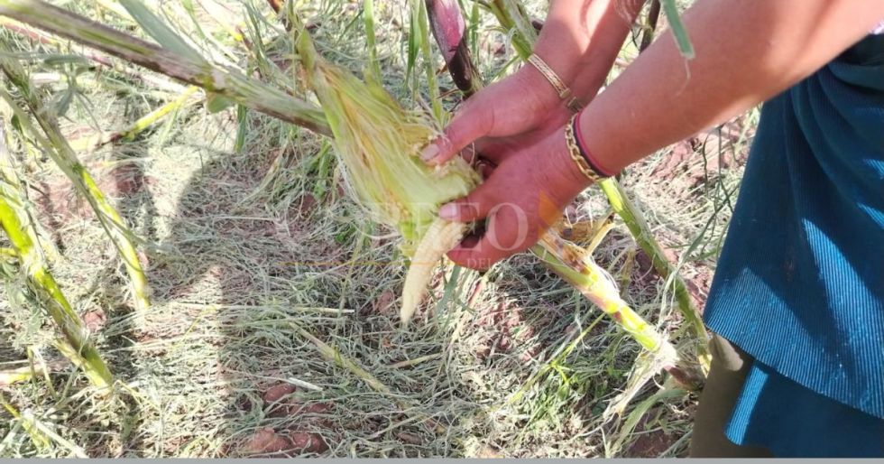 Granizada y vientos huracanados dejan sin cultivos a comunarios de Potolo
