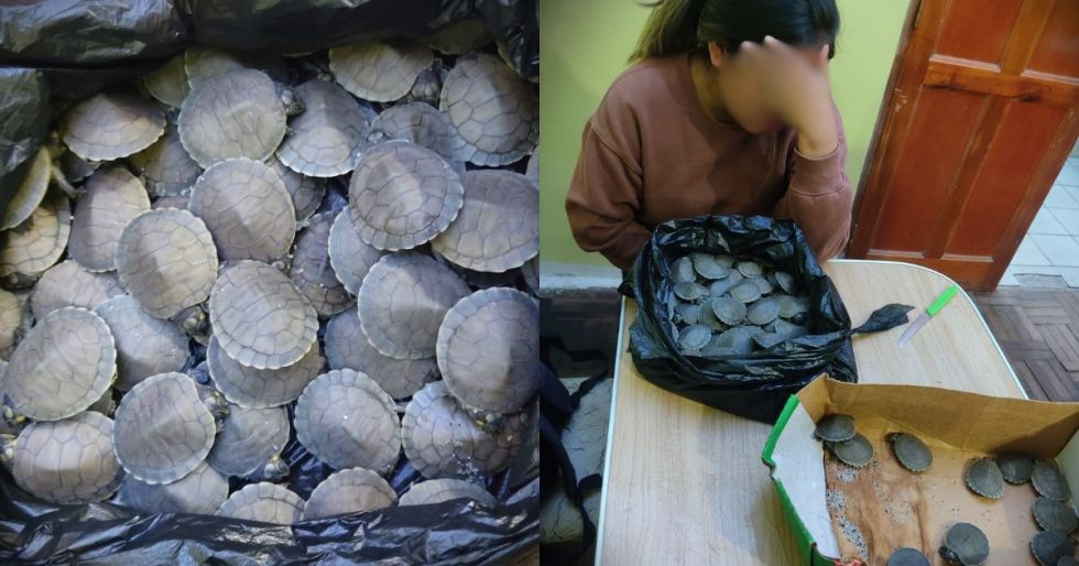 Pofoma frena tráfico de tortugas en la feria 16 de Julio de El Alto