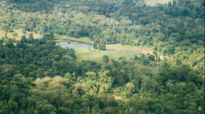 Proyectos forestales recibieron 100% de recursos y ejecutaron menos del 10%