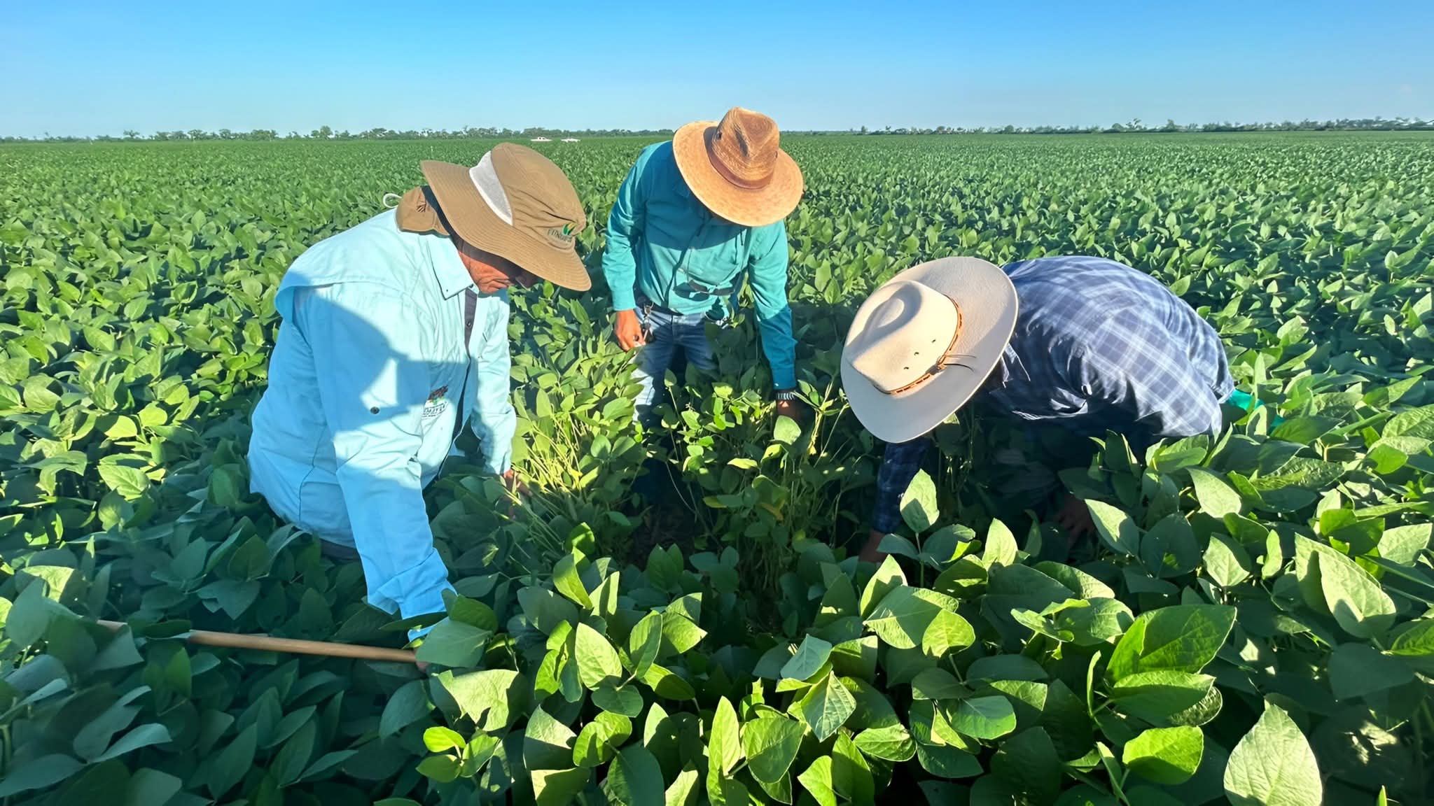 Anapo advierte que no se puede importar soya con eventos biotecnológicos no autorizados