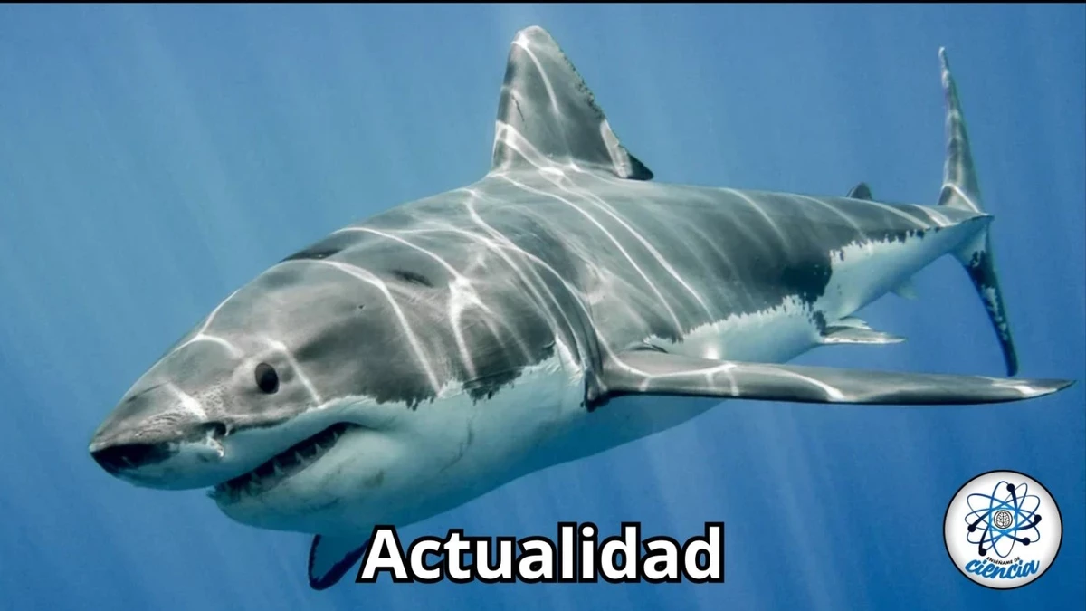 Científicos hallan tiburones con rastros de cocaína y otras sustancias en Bahamas