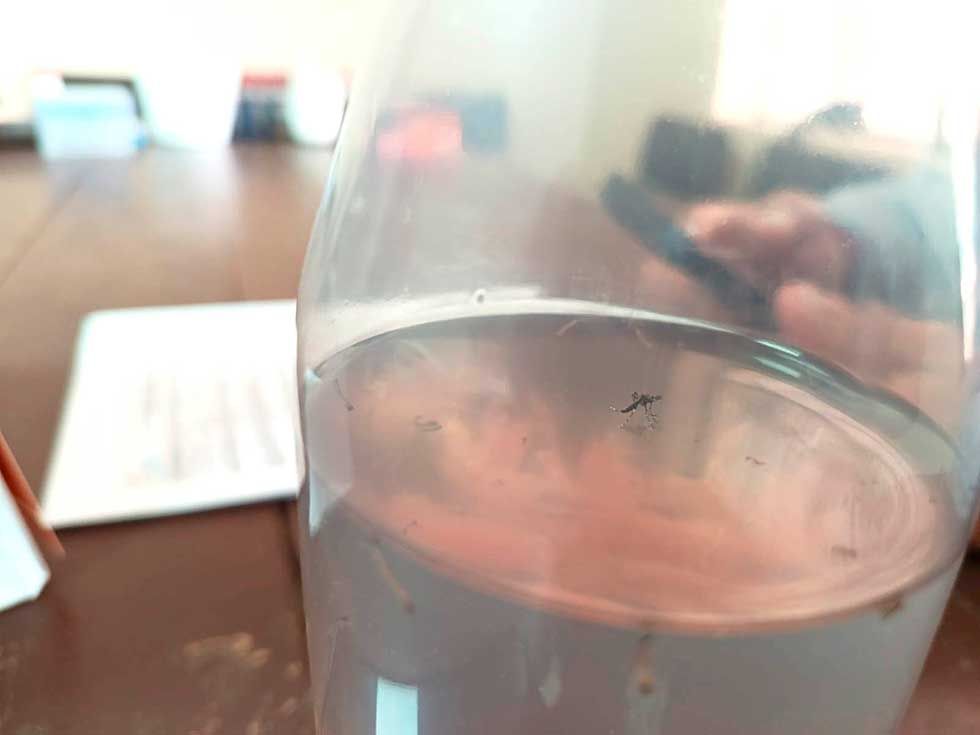 Potosí confirma su primer caso de chikungunya y detecta presencia del mosquito transmisor