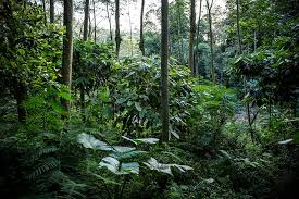 La Paz: Buscan a madre e hijo desaparecidos tras un accidente en los Yungas