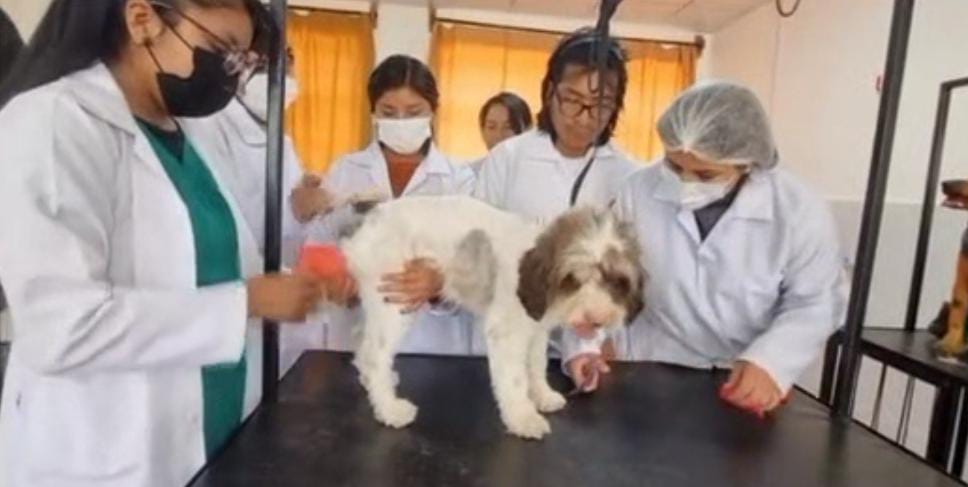 Facultad de Ciencias Agrarias de la UTO organiza concurso de belleza de canes con pedigree