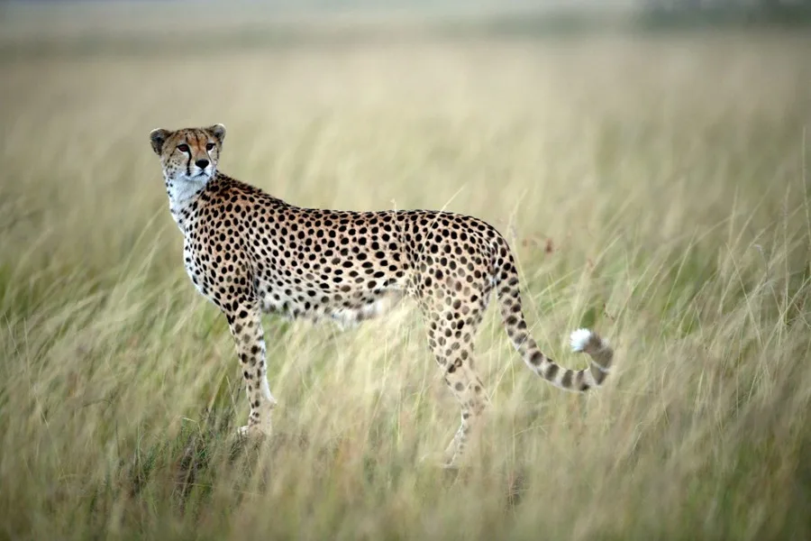 ONU incorpora 40 nuevas especies a lista de protección internacional