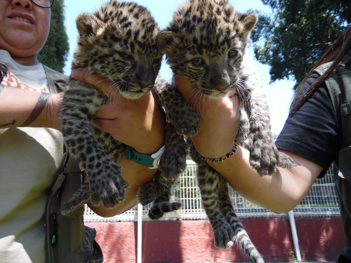 México: Nacen dos crías de leopardo africano en zoológico de Irapuato