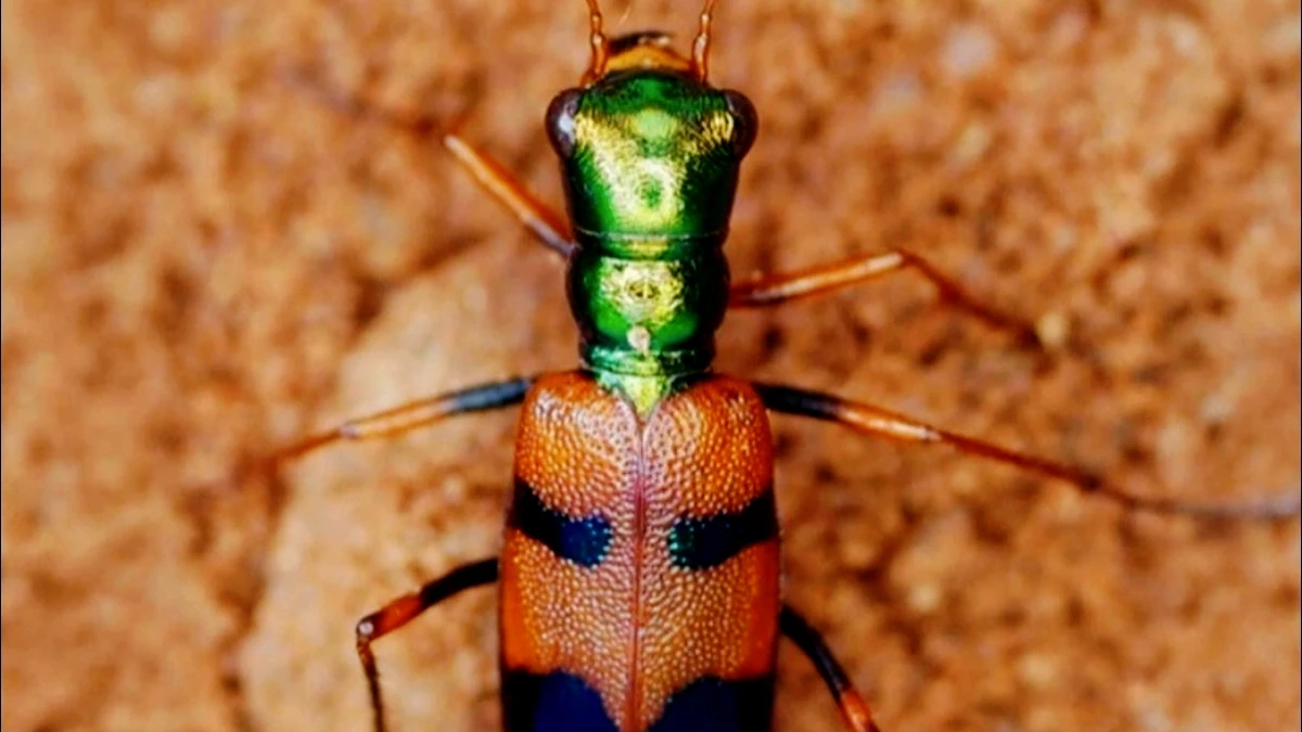 El escarabajo chiquitano gana el Desafío de Conservación de Uproar