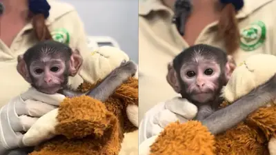 Yuji, el mono bebé que conmueve en redes y reabre debate sobre cautiverio