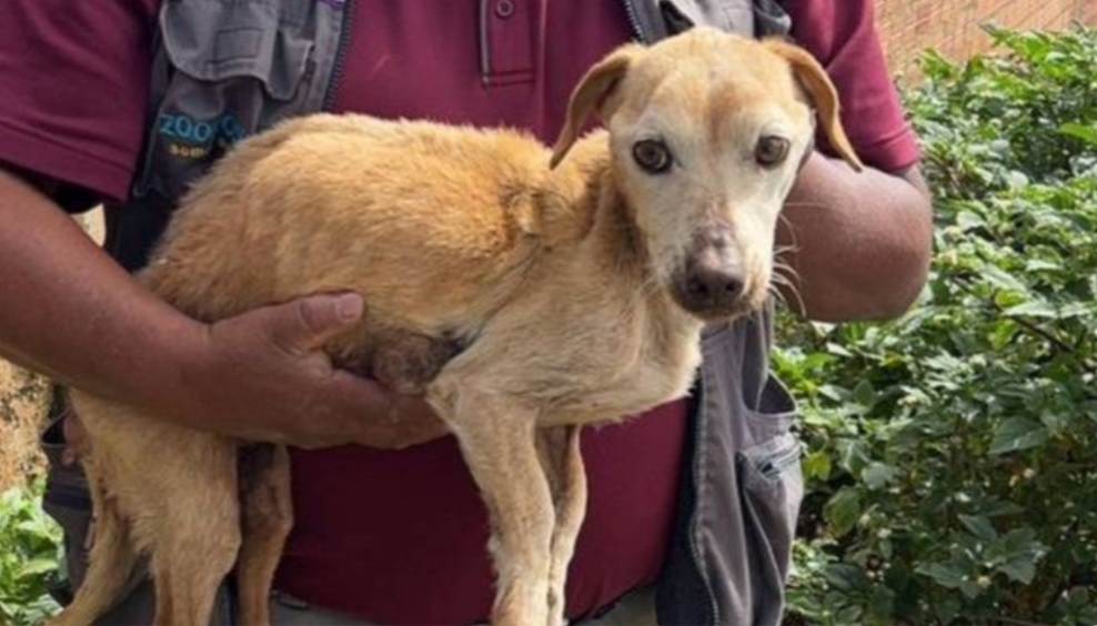 La Paz: Plantean multas y control sanitario para frenar el abandono animal