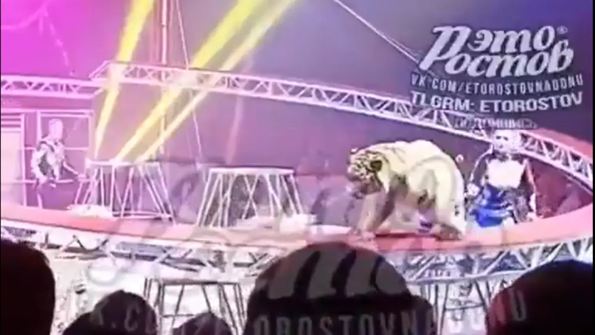 Tigre salta hacia el público y genera pánico en circo de Rusia