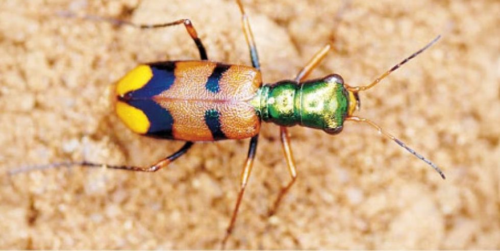 Escarabajo boliviano se acerca al triunfo en desafío internacional de conservación de especies