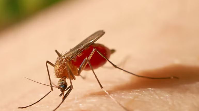 Santa Cruz declara emergencia sanitaria tras muerte por fiebre amarilla