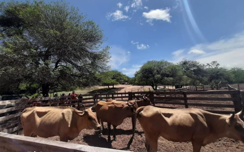 Chuquisaca: Denuncian a secretario de Gobernación por presunta venta irregular de ganado en Sucre