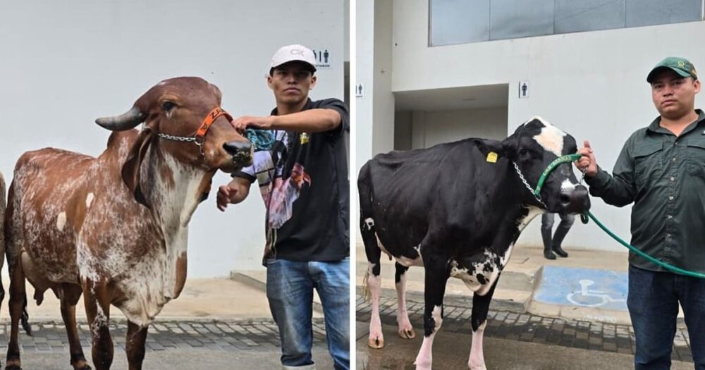 Santa Cruz: Genética lechera destaca con campeonas de élite en Agropecruz 2026