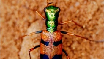 Último día para votar por el escarabajo tigre chiquitano en concurso internacional