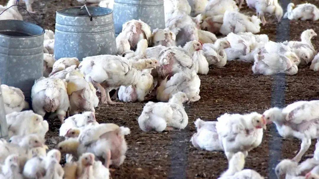 Más de 100 mil pollos mueren en Cochabamba por bloqueos en Pocona