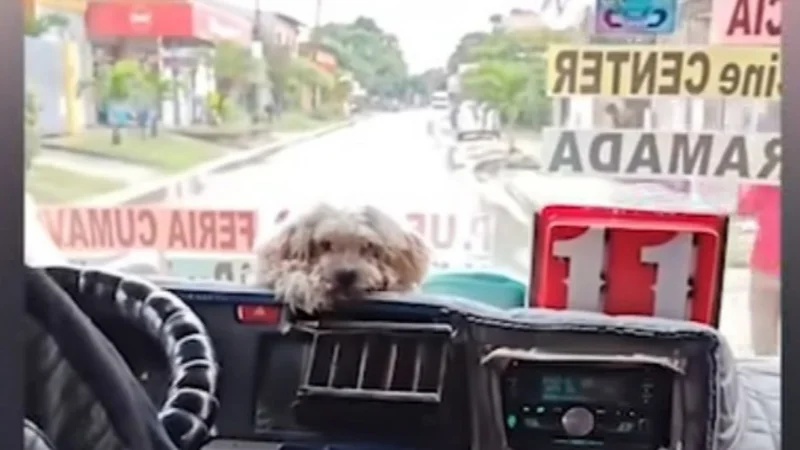 Benji, el perrito de la línea 11, recibe ayuda y cariño tras conmover a cientos de personas