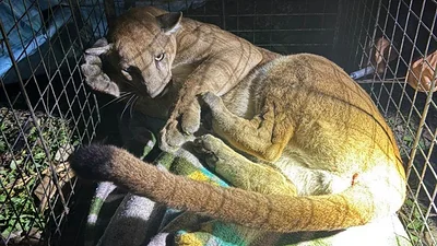 Trasladan a un puma rescatado cerca de viviendas en San José de Chiquitos