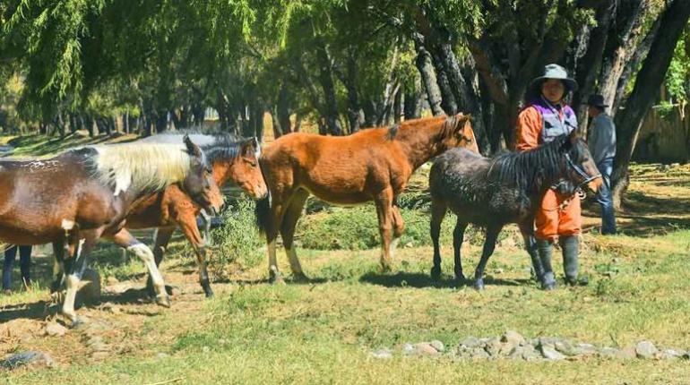 Muerte de un caballo en el río Rocha reaviva pedido de una ley de protección animal