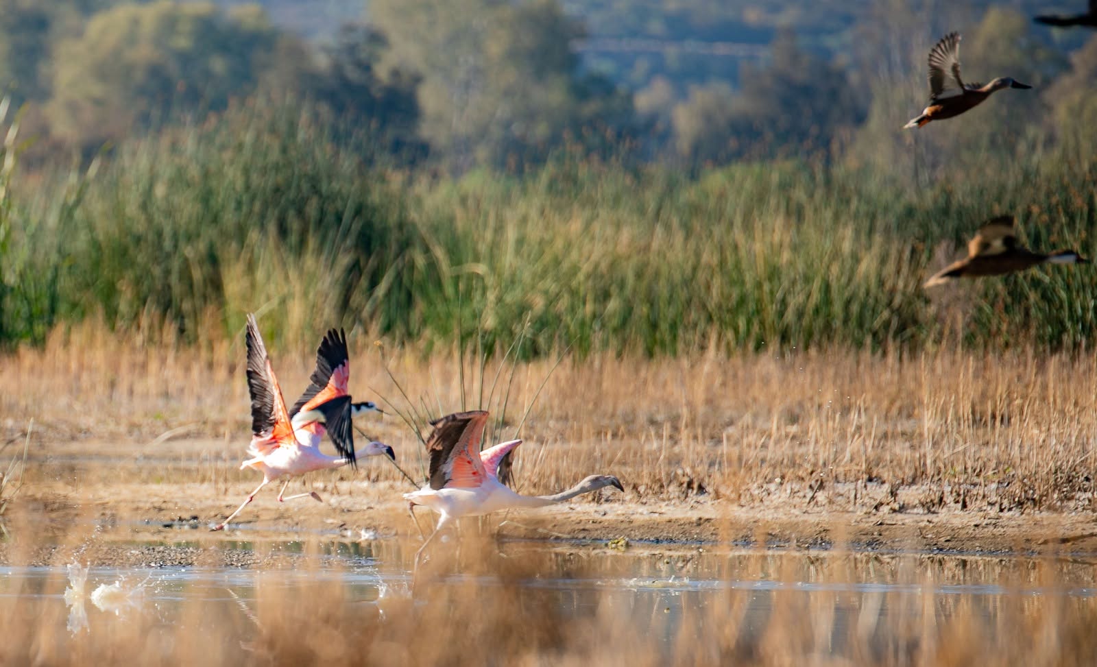 Más de 60 flamencos rosados llegan a la laguna Alalay y reflejan su recuperación ambiental