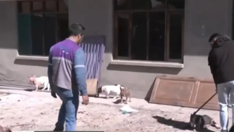 Multan y decomisan perros de criadero clandestino en Cochabamba